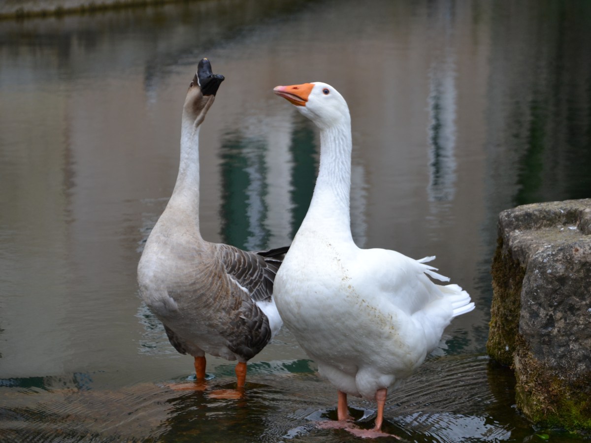Florac et la découvertes des chevaux de&nbsp;Przewalski
